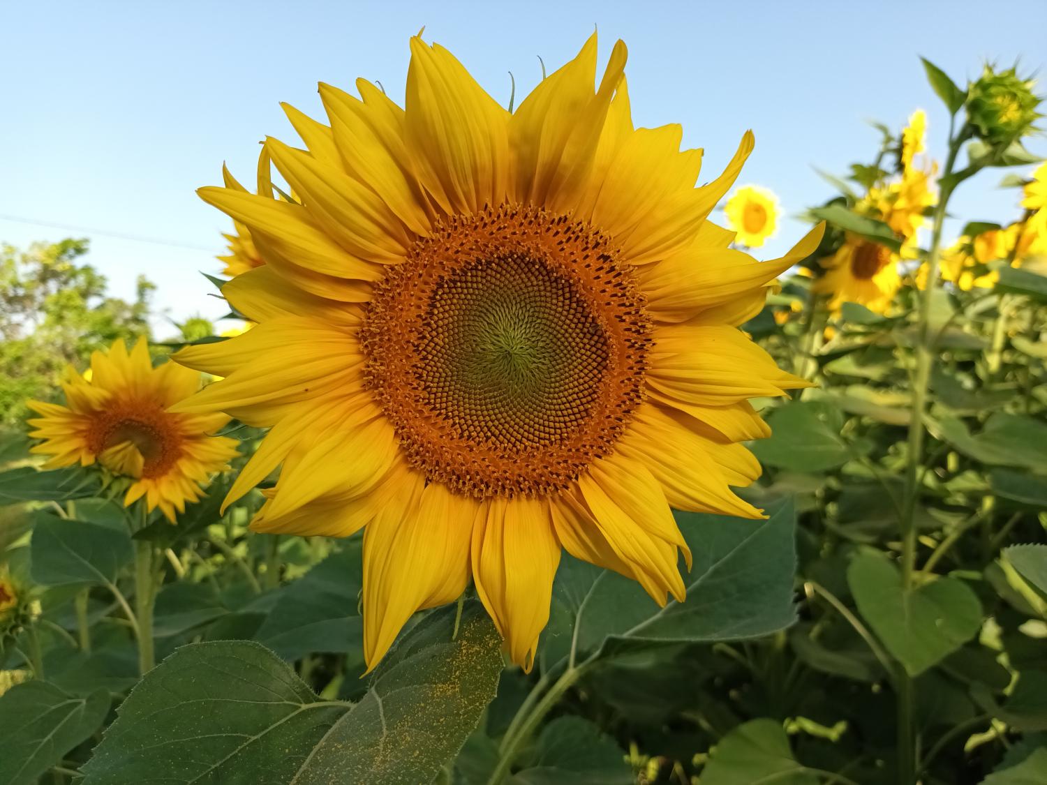  à vendre maison avec gîte Puy-l'Évêque Lot 37