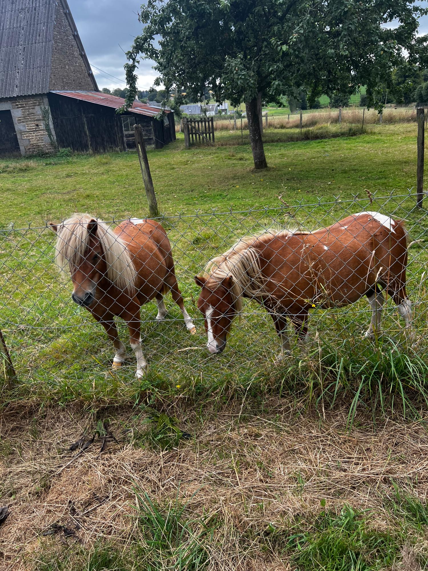  à vendre grange Truttemer-le-Grand Calvados 6