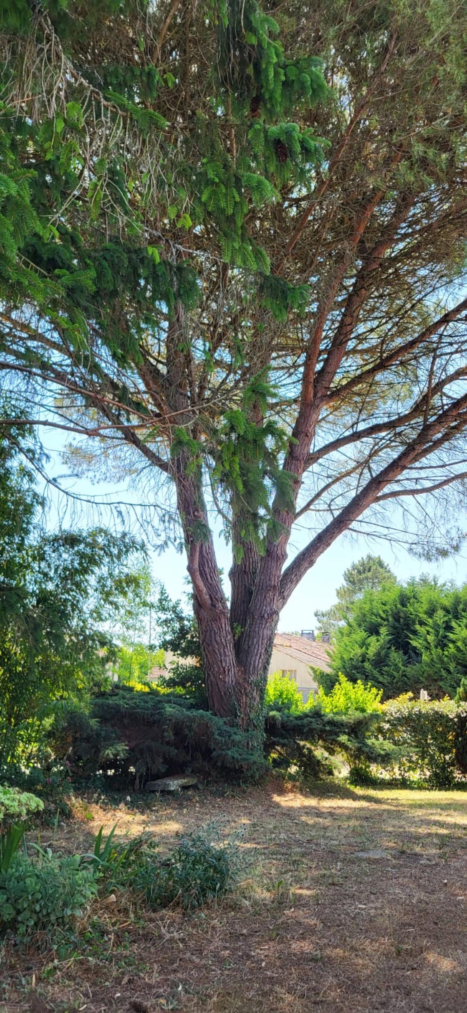  à vendre maison Saint-André-de-Lidon Charente-Maritime 55