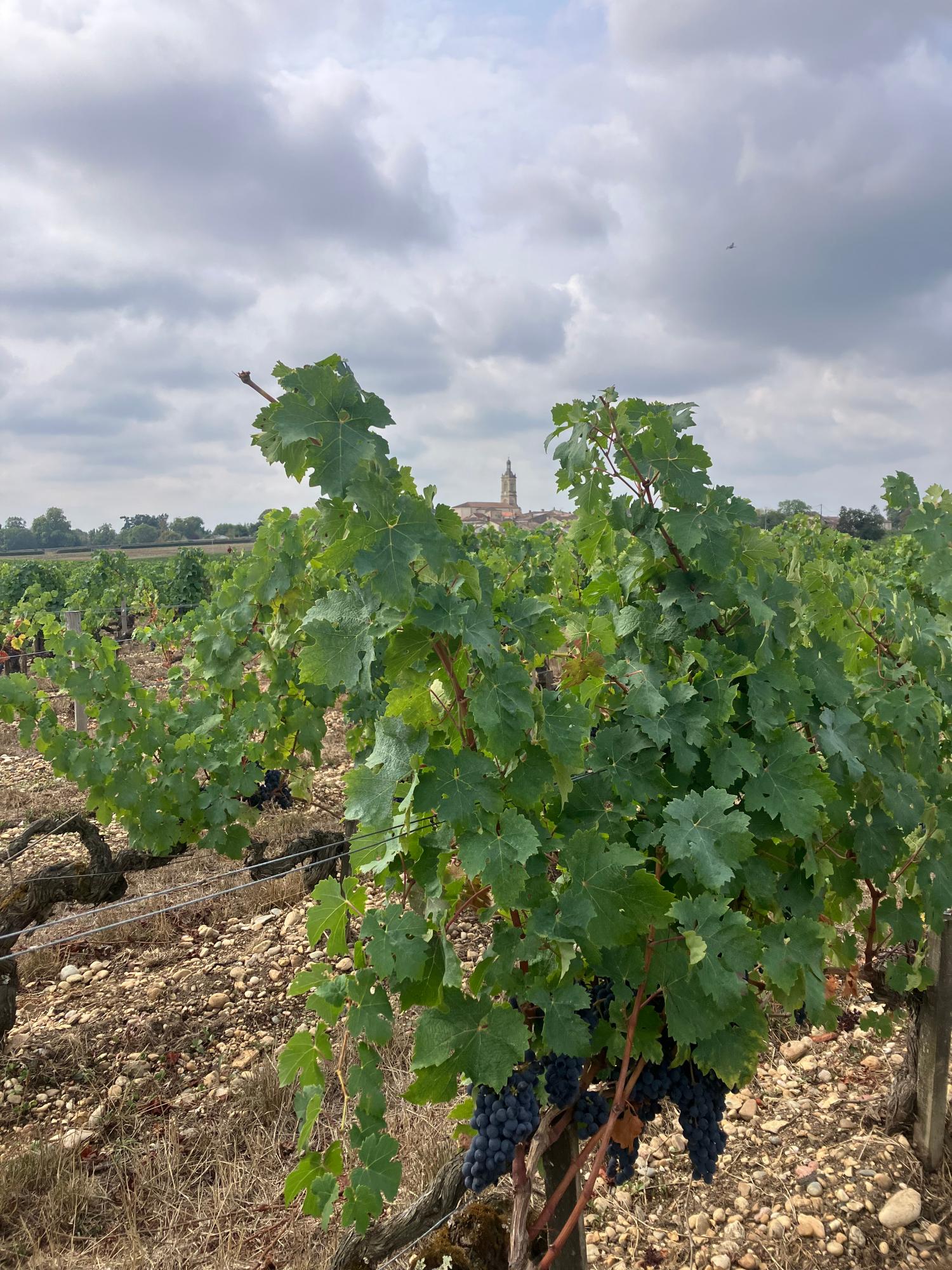  à vendre maison Gaillan-en-Médoc Gironde 10