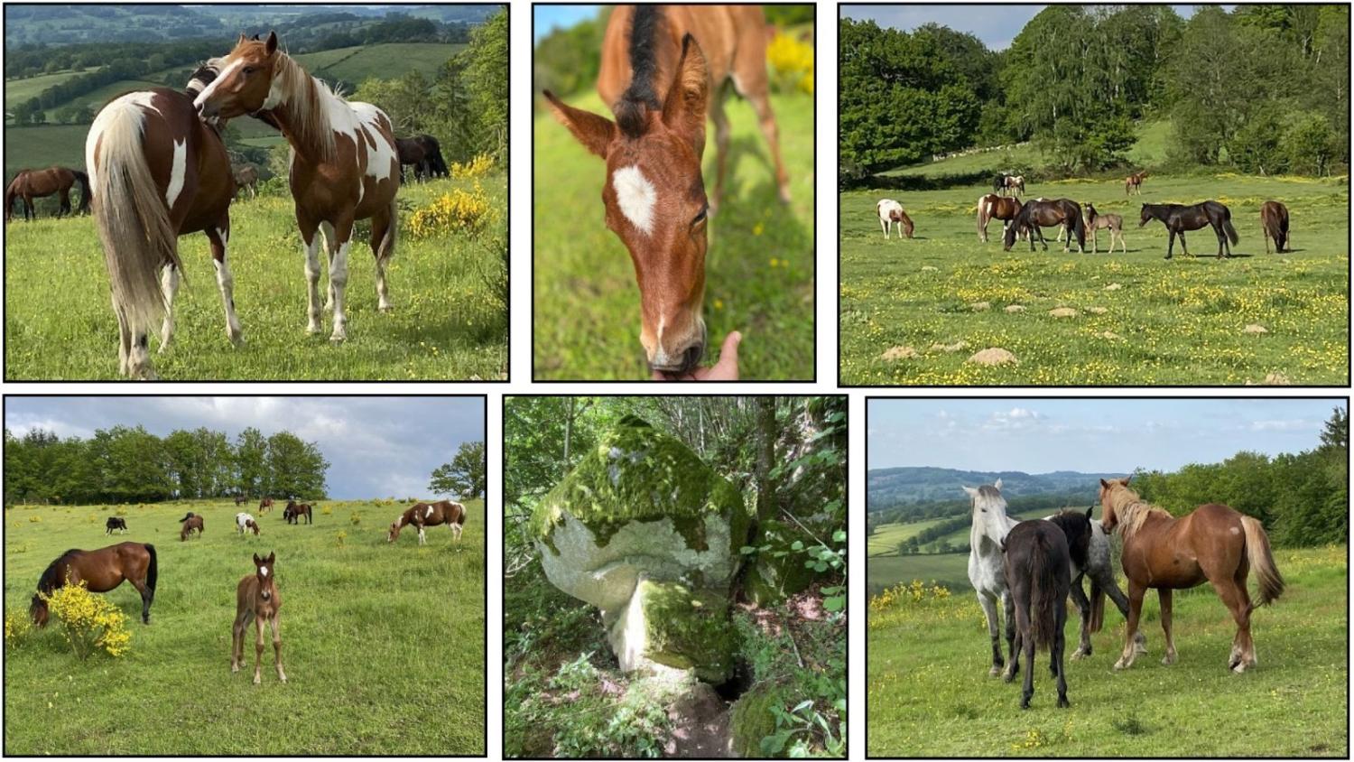  à vendre propriété Brousse Creuse 2