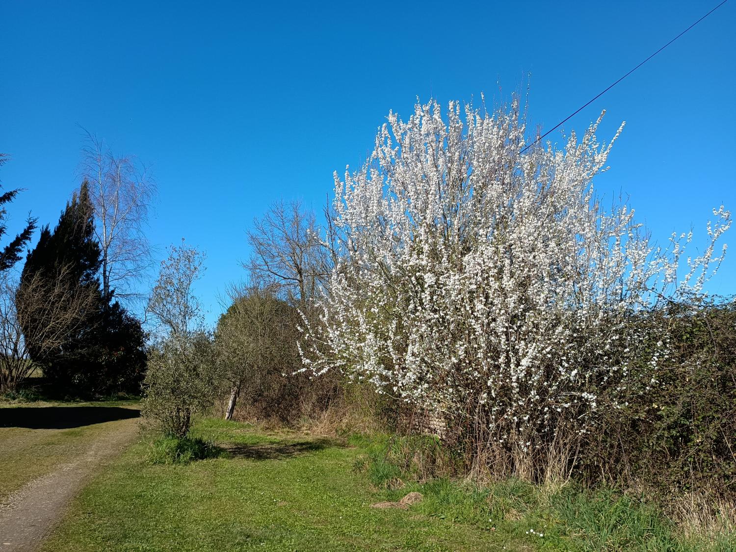 à vendre maison indépendant Aire-sur-l'Adour Landes 37