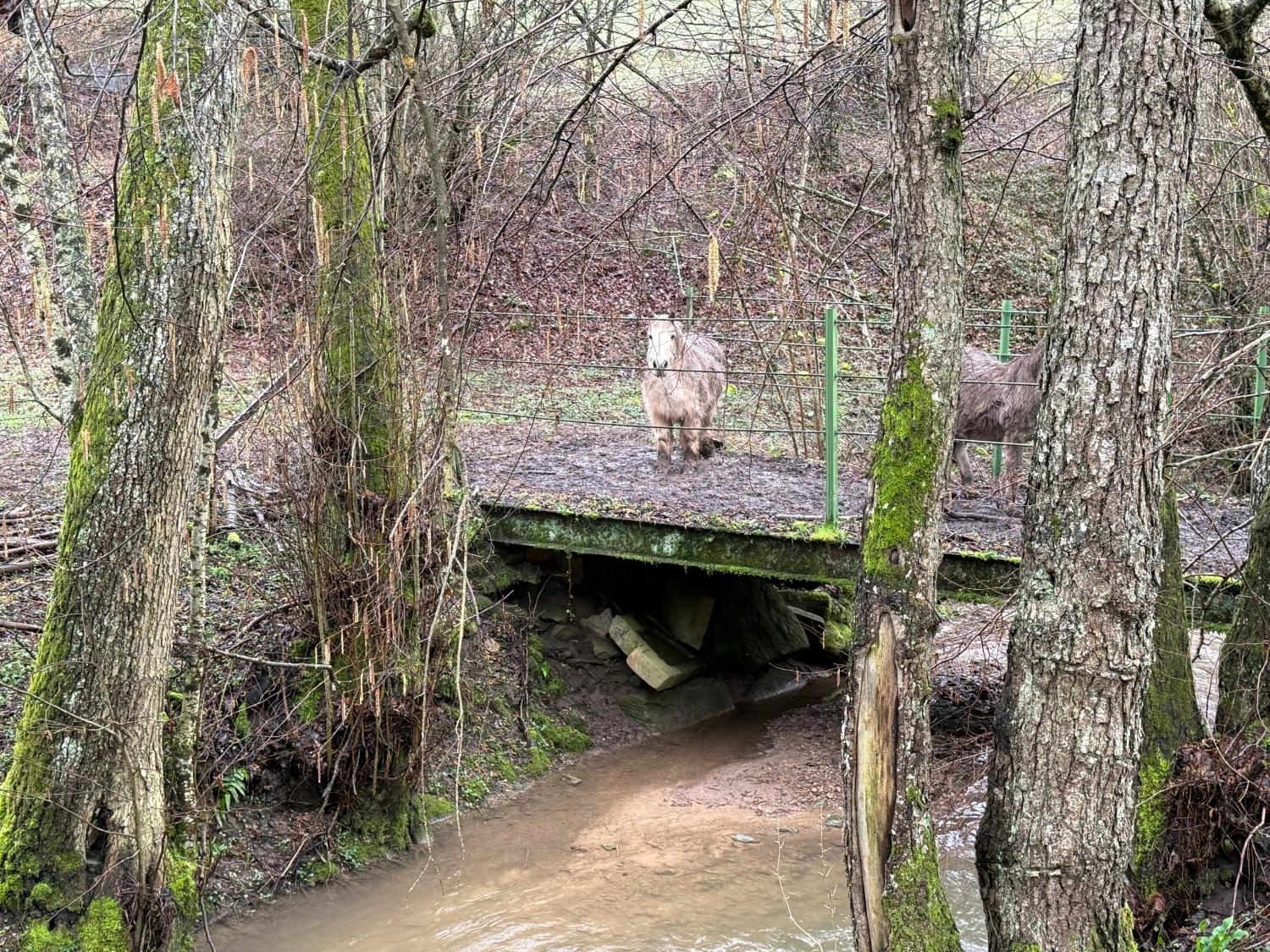  à vendre gîtes/ chambres d'hôtes Viviers-le-Gras Vosges 44