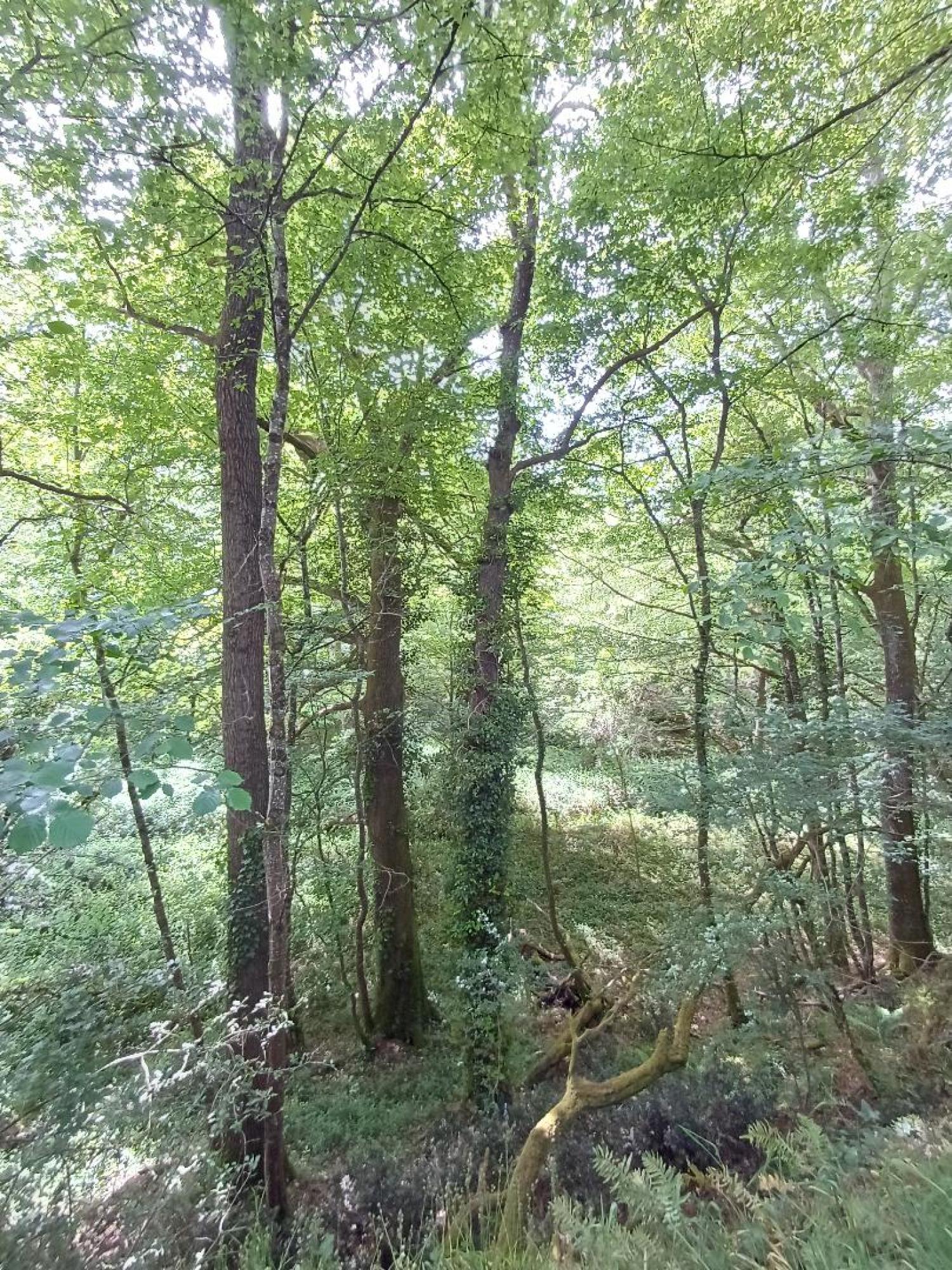 à vendre maison Saint-Plantaire Indre 24