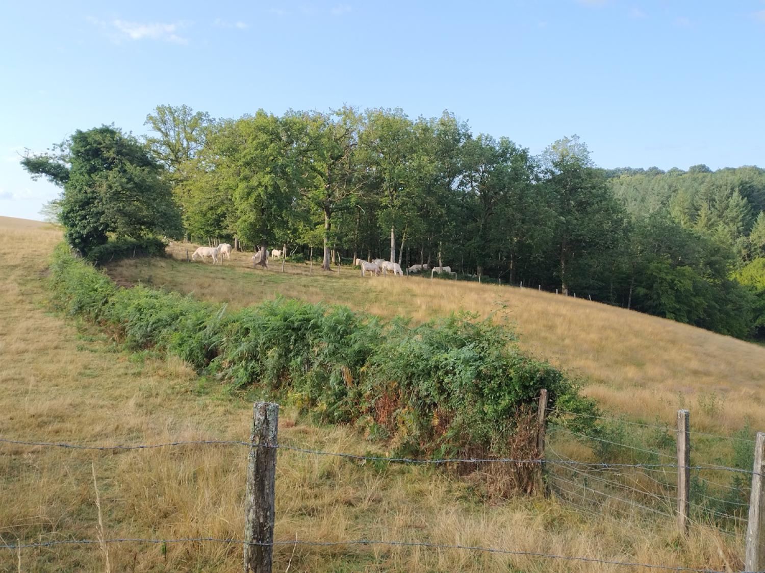  à vendre ferme Uxeau Saône-et-Loire 15